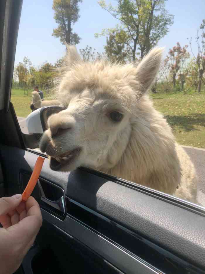 南通新开的动物园自驾很方便附近应该是不太好打车的建议是早点来上午