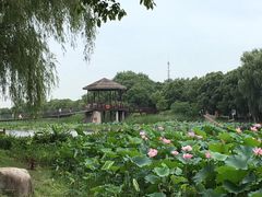 -荷塘月色湿地公园·向阳花洲