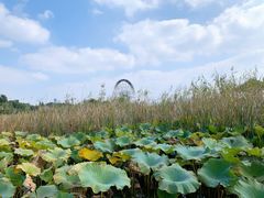 -苏州太湖湖滨国家湿地公园