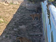 -西霞口神雕山野生动物世界