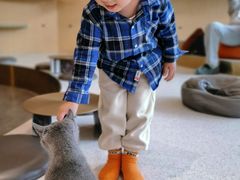 -飞行喵MR PILOT|猫舍·猫咖(静安大融城店)