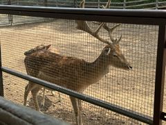 -青藏高原野生动物园