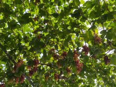 -金谷域澳洲庄园