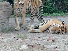 -上海野生动物园老虎餐厅