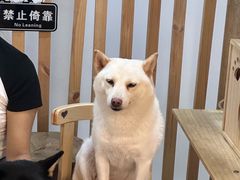 -柴迷FANS CLUB·柴犬狗咖·猫咖