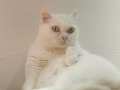 -有猫主题·治愈系猫咖(曾厝垵店)