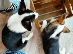 -柴迷FANS CLUB·柴犬狗咖·猫咖