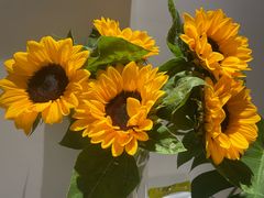 -亭亭鲜花店(中山北路店)