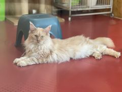 -和它·交个朋友·狗咖猫咖(爱琴海店)