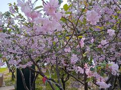 -金鸡湖桃花岛