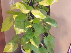 -脊艾堂理疗·推拿(美年广场店)