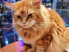 -藏猫猫咖啡主题馆(中央大道店)