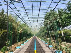 -兰陵国家农业公园