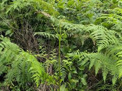 -冶父山国家森林公园