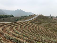 -帐篷客·溪龙茶谷度假酒店