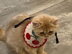 -楼上猫咖(罗湖店)