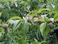 android_upload_pic-洛阳郁金香牡丹园