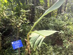 -中国科学院西双版纳热带植物园