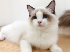 -李小姐の猫咖啡馆(五角场店)