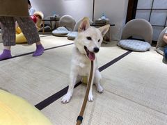 -逗柴咖啡屋·狗咖猫咖宠物桌游