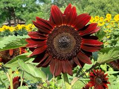 -奥林匹克森林公园北园-停车场