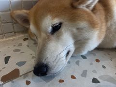 -柴务处·柴犬主题狗咖