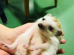 -藦茜花园宠物主题亲子互动体验馆(国顺东路店)