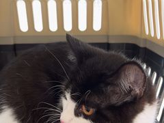 -瑞鹏宠物医院·超声·骨科·奇麟分院(蜀都万达店)