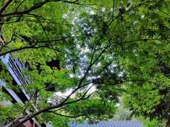 -十八棵（老龙井）御茶园(老龙井店)