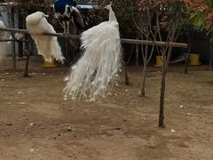 -宿豫区运河湾森林动物园