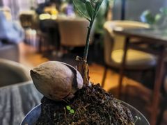 -THE WOODS 简餐 (国贸商城店)