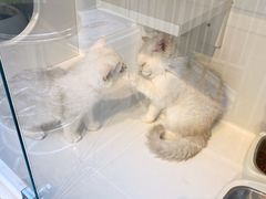 -萌兽医馆·眼科·异宠专科(三里屯店)