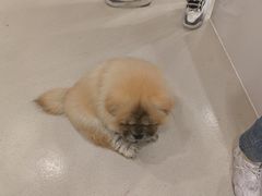 -共舞时光猫咖·狗咖(新街口店)