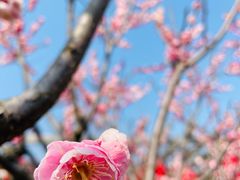 -雨花胜境
