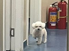 -创凡宠物医院·骨专科  猫科中心(西乡分院)