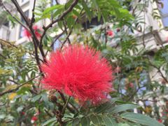 散步拍的花儿们（红绒球）-美视五月花高尔夫度假酒店(滨海西店)