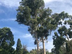 -墨尔本皇家植物园