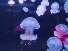-欢乐海岸海洋奇梦馆
