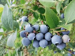 -花山蓝莓采摘园