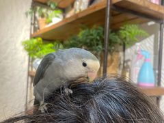 -吉丁鸟咖·异宠·寄养