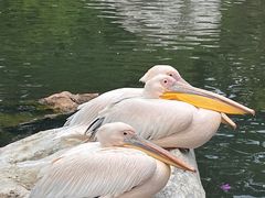 -昆明动物园