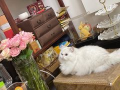 -车接车送·寄养洗护·德文猫舍(大宁店)