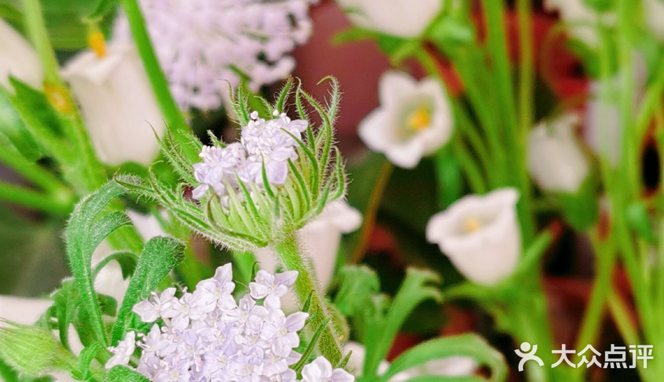 沉浸在美丽的花花草草中不可自拔