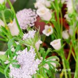 沉浸在美丽的花花草草中不可自拔