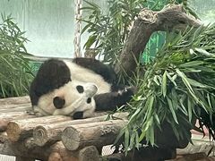 -宠物星动物医院·眼科·异宠·猫科(江南大道总院)