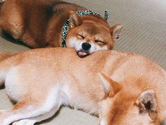 -逗柴咖啡屋·狗咖猫咖宠物桌游