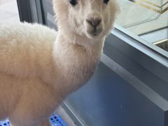 -FAIRYLAND龙族星球主题餐厅(凯丹广场店)