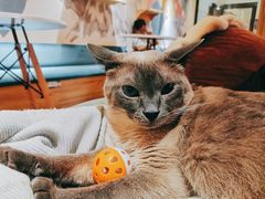 -滚猫咖啡·猫咖·猫友好撸猫(未来城店)