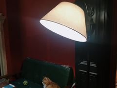 -猫色咖啡·猫咖