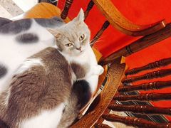 -猫色咖啡·猫咖